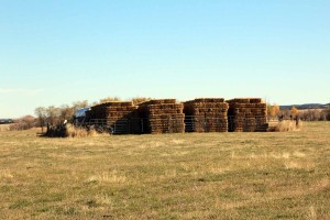 A nice hay crop 